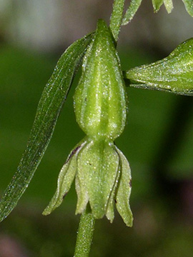 Epipactis phyllanthes