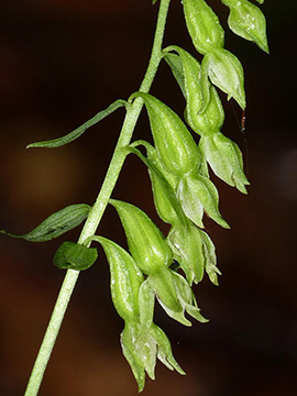 Epipactis phyllanthes