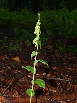 Epipactis phyllanthes