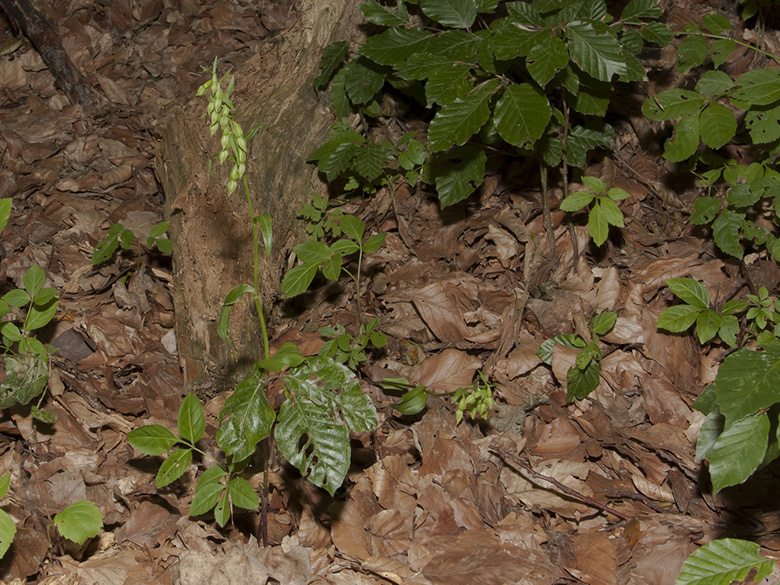 Epipactis phyllanthes