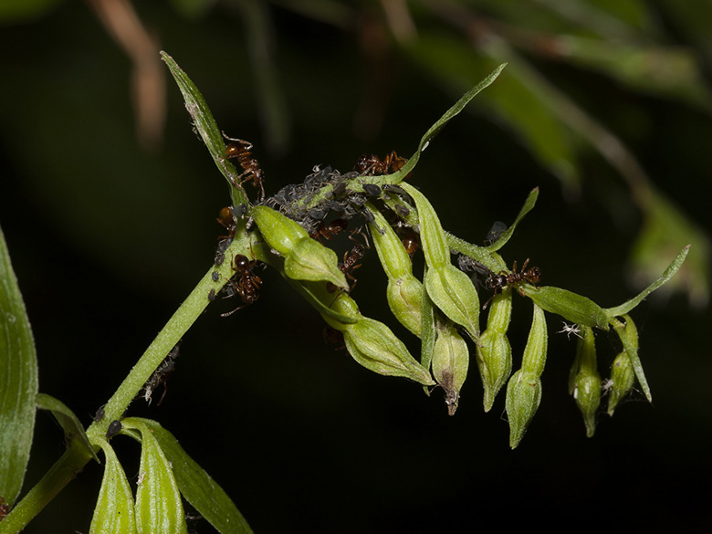 Epipactis phyllanthes