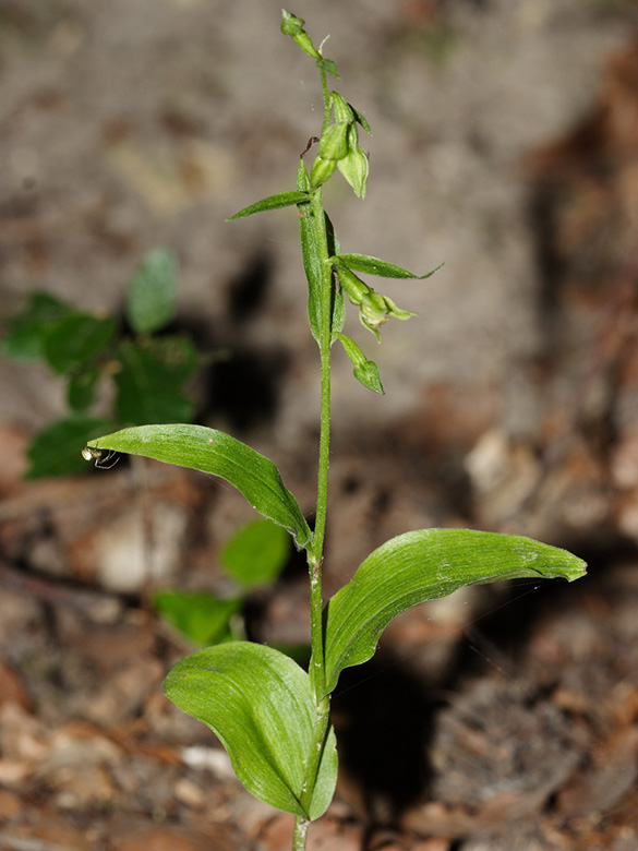 Epipactis phyllanthes