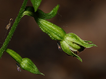 Epipactis phyllanthes