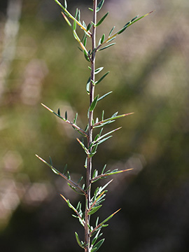 Genista anglica