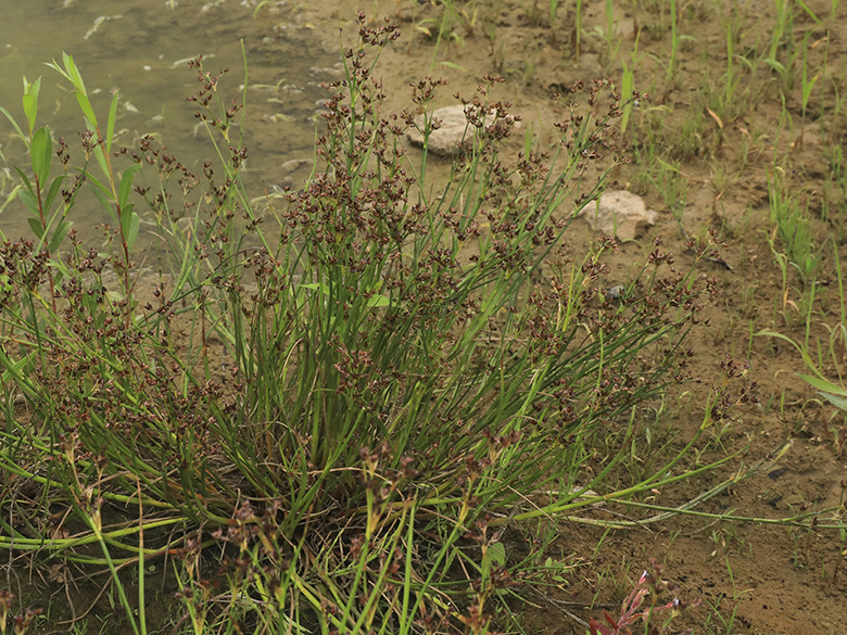Juncus articulatus