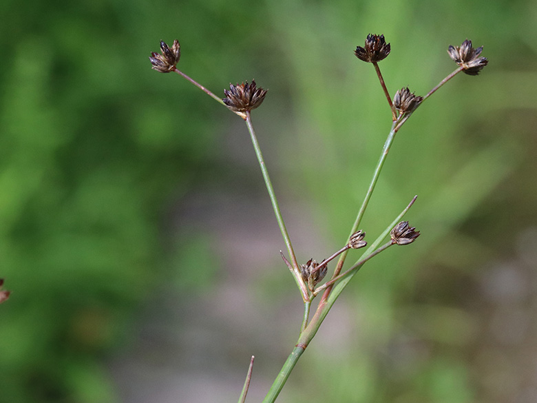 Juncus articulatus