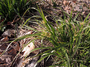 Luzula luzuloides