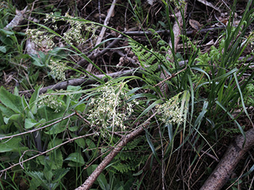 Luzula luzuloides