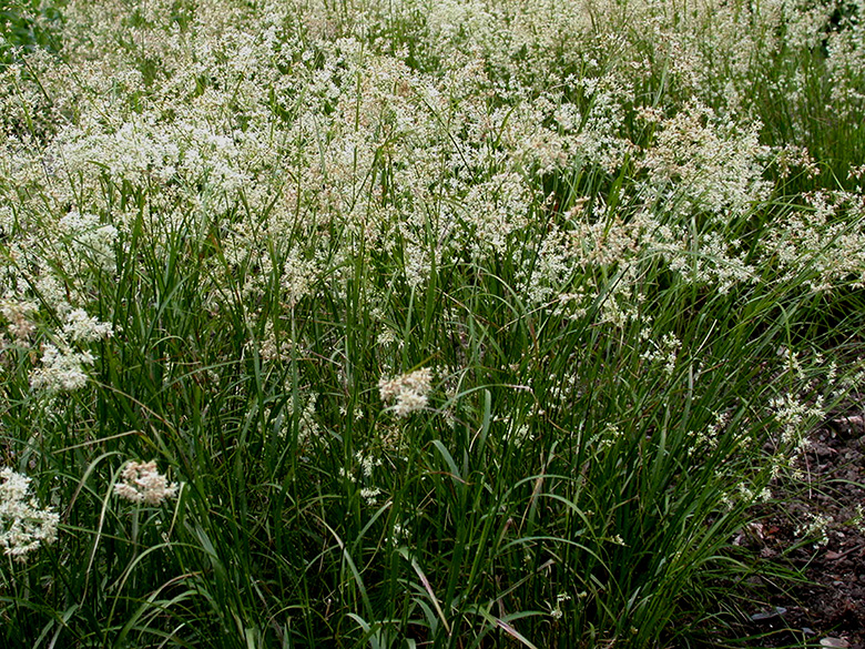 Luzula nivea