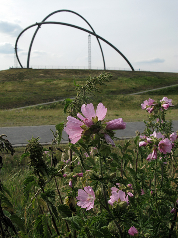 Malva moschata