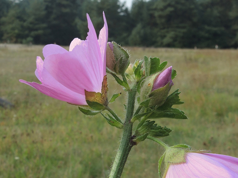 Malva moschata