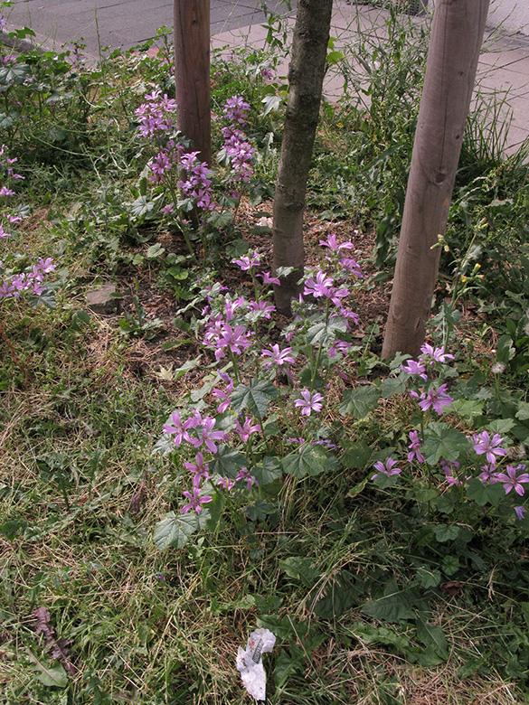 Malva sylvestris