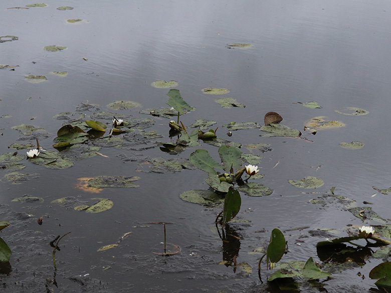 Nymphaea alba