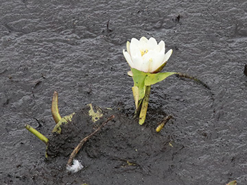 Nymphaea alba