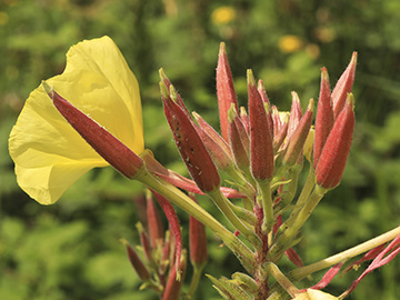 Oenothera glazioviana