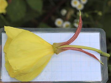 Oenothera glazioviana