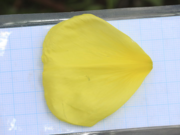 Oenothera glazioviana