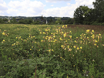 Oenothera glazioviana