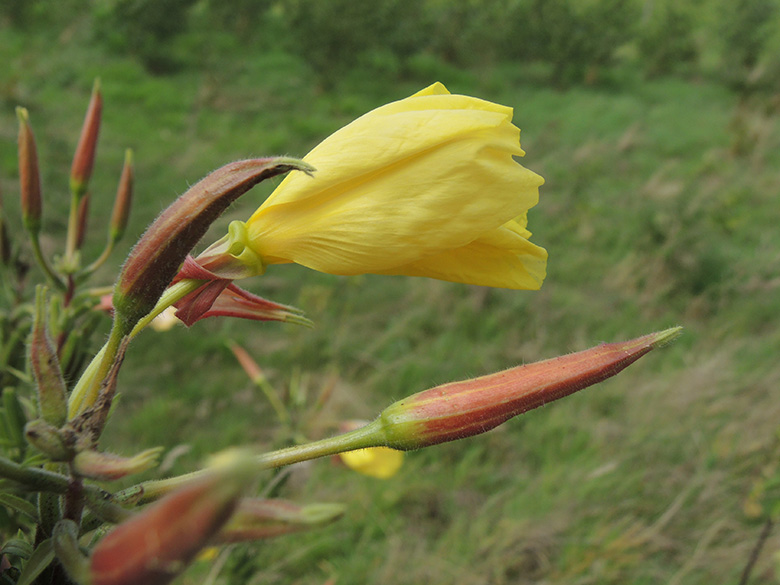 Oenothera glazioviana