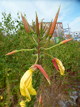 Oenothera glazioviana