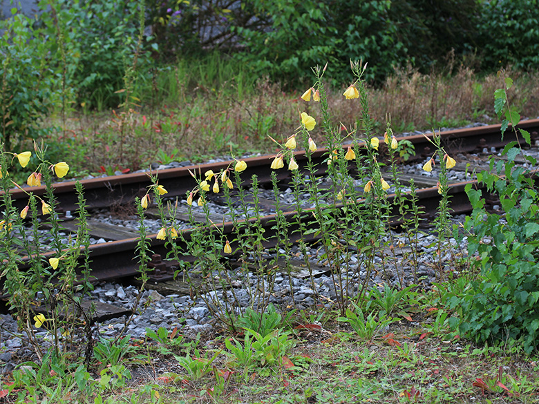 Oenothera glazioviana