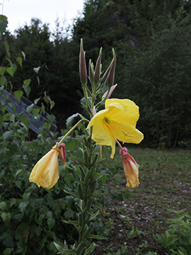 Oenothera glazioviana