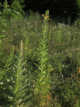 Oenothera pycnocarpa