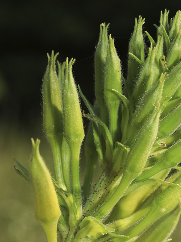 Oenothera pycnocarpa