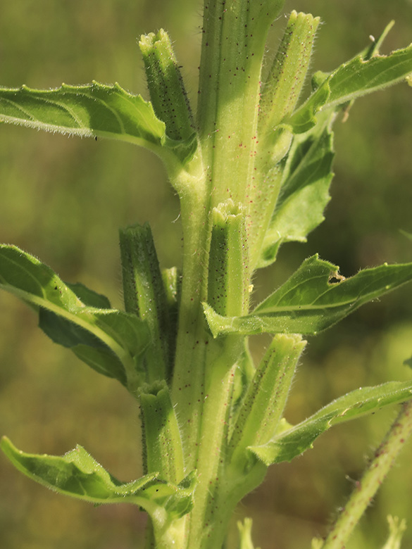 Oenothera pycnocarpa