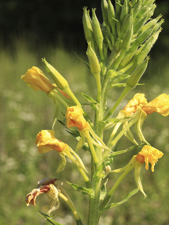 Oenothera pycnocarpa