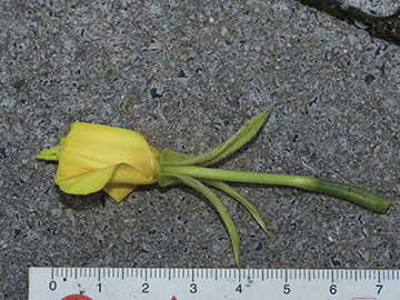 Oenothera pycnocarpa