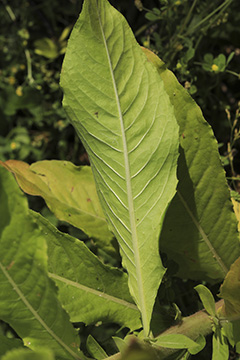 Oenothera pycnocarpa