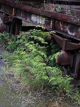 Thuja plicata