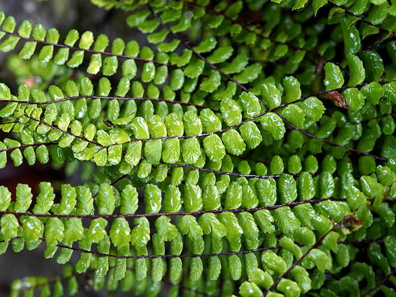 Asplenium trichomanes trichomanes