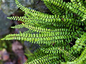 Asplenium trichomanes trichomanes