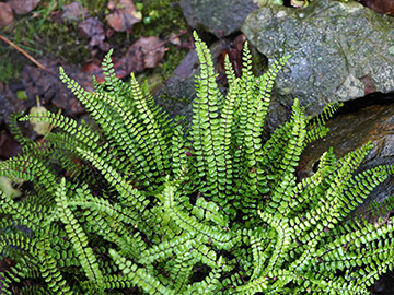 Asplenium trichomanes trichomanes