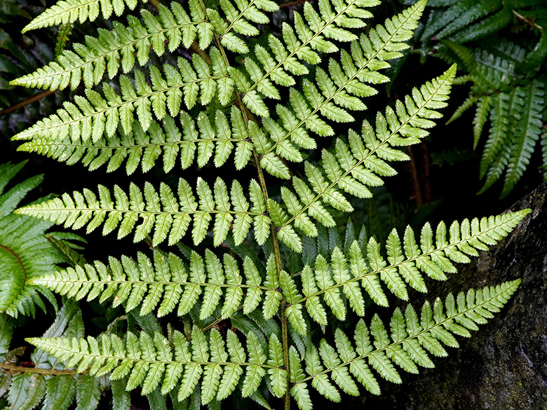 Dryopteris remota