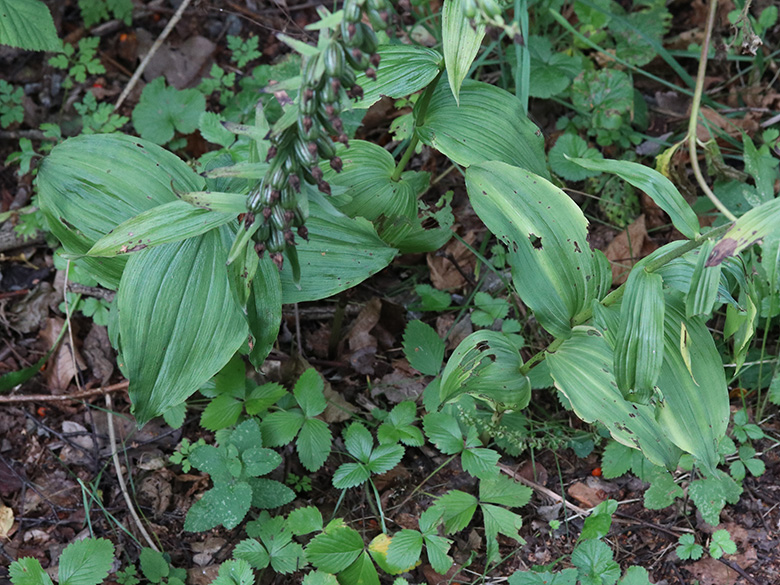 Epipactis helleborine