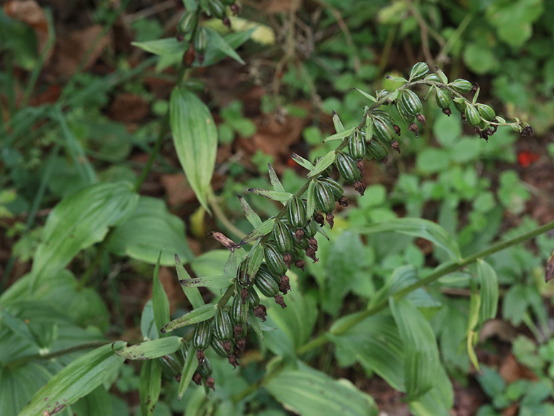 Epipactis helleborine