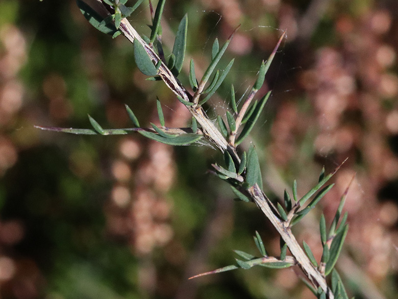 Genista anglica