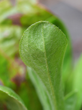 Gnaphalium pensylvanicum