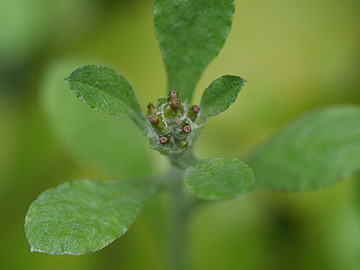 Gnaphalium pensylvanicum