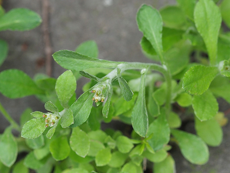 Gnaphalium pensylvanicum