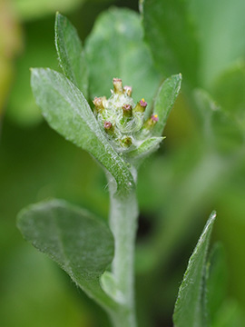 Gnaphalium pensylvanicum