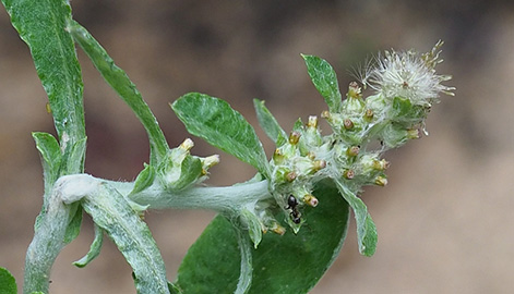 Gnaphalium pensylvanicum