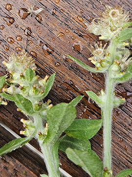 Gnaphalium pensylvanicum