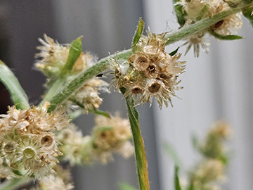Gnaphalium pensylvanicum