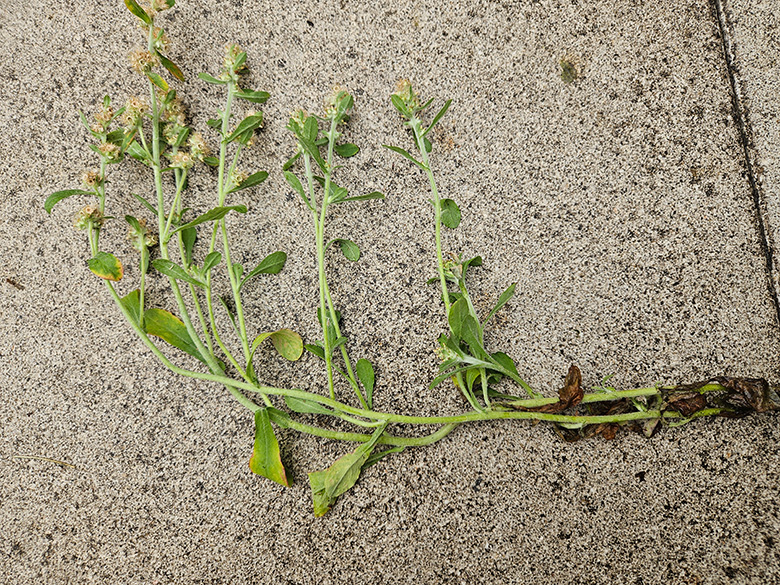 Gnaphalium pensylvanicum