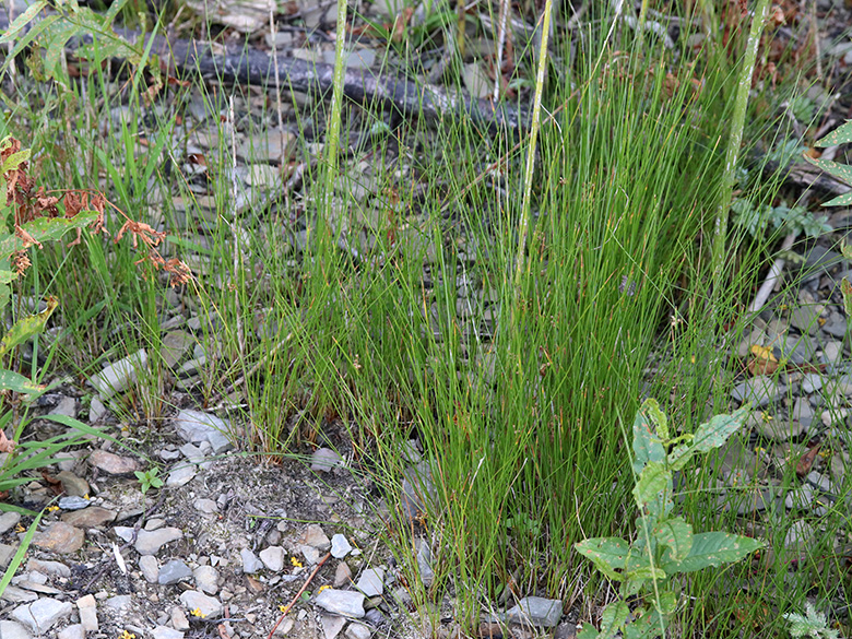 Juncus filiformis