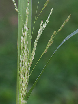 Panicum dichotomiflorum